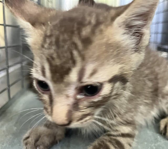 Devin - Domestic Short Hair