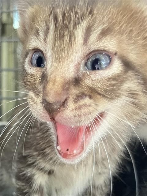 Betty - Domestic Short Hair