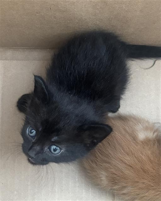Lucky - Domestic Short Hair