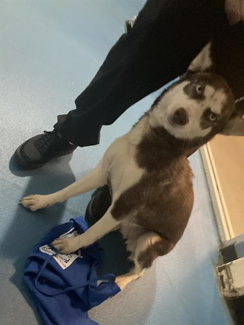 Koko - Siberian Husky