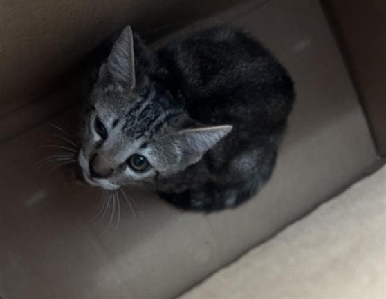 Luna - Domestic Short Hair