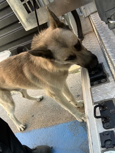 Max - German Shepherd Dog