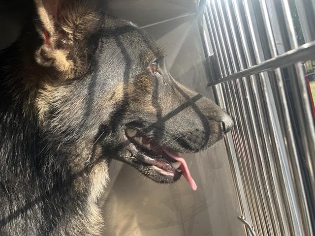 Bopper - German Shepherd Dog