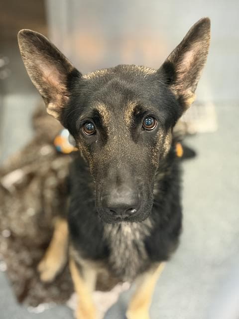 Bopper - German Shepherd Dog