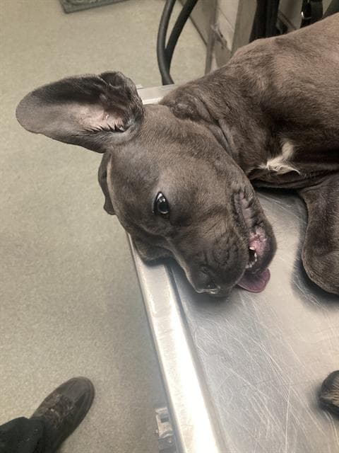 Lil - Cane Corso Mastiff