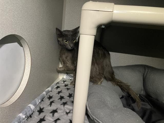 Momma - Domestic Short Hair