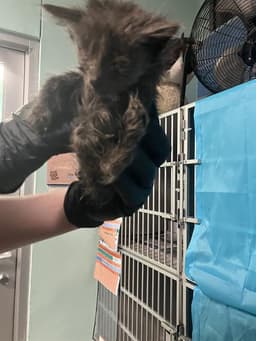 Kitten image 1