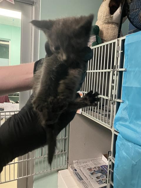 Kitten - Domestic Short Hair