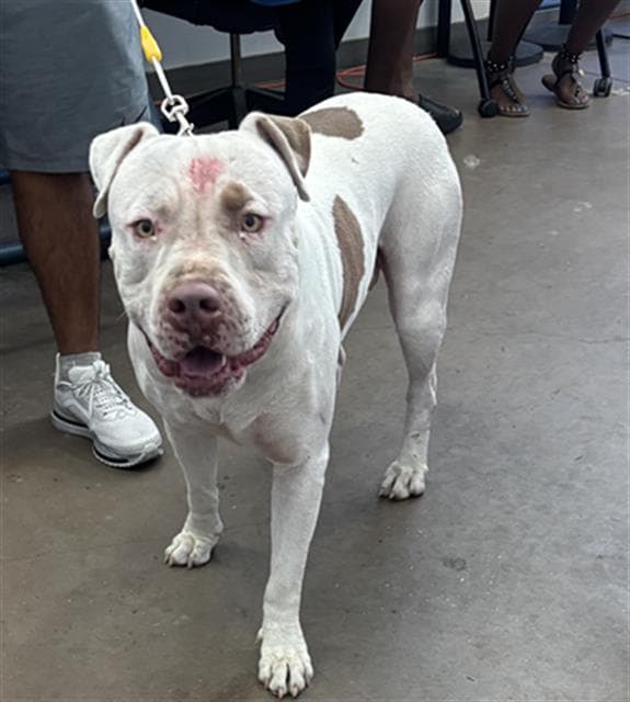 Rexo - Pit Bull Terrier