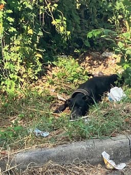 Pablo image 1