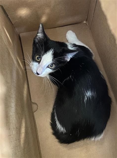 Alex - Domestic Short Hair