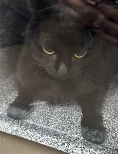 Magic - Domestic Short Hair