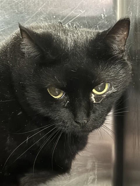Magic - Domestic Short Hair
