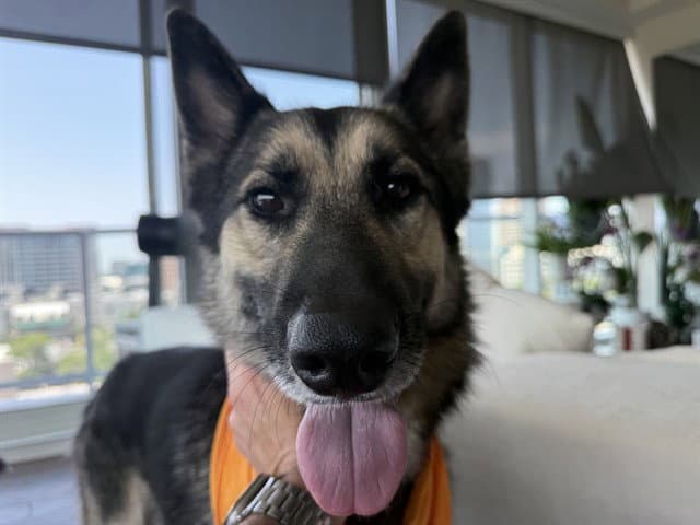 Ivan - German Shepherd Dog