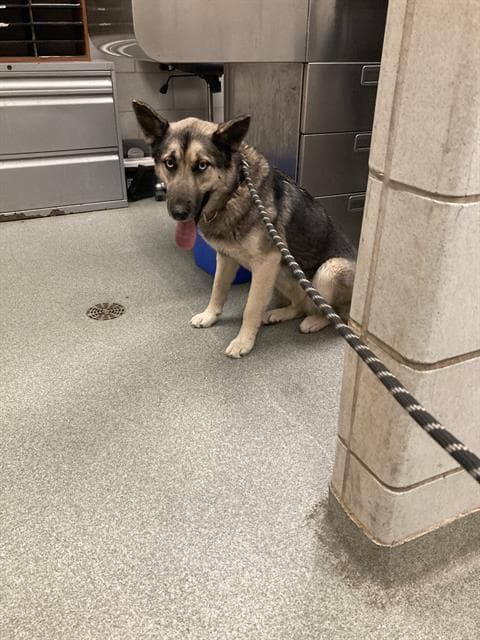 Eve - German Shepherd Dog