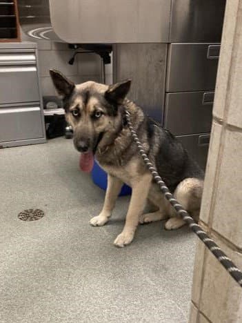 Eve - German Shepherd Dog