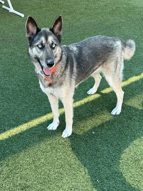 Eve - German Shepherd Dog
