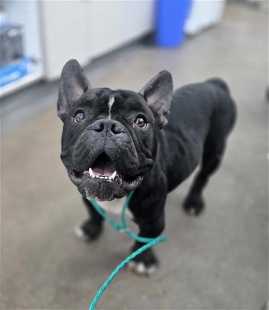 Roxy - French Bulldog