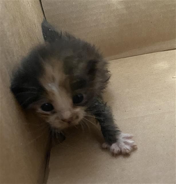 Star - Domestic Short Hair