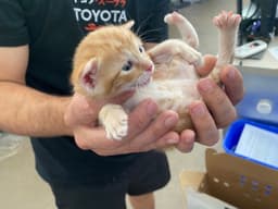 Simba image 1