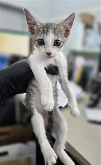 Bluebell - Domestic Short Hair