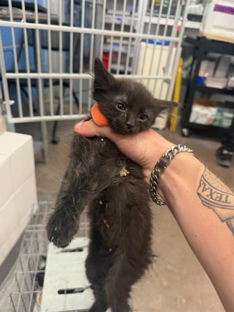 Black Kit - Domestic Medium Hair