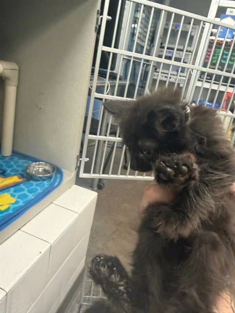 Black Kit - Domestic Medium Hair