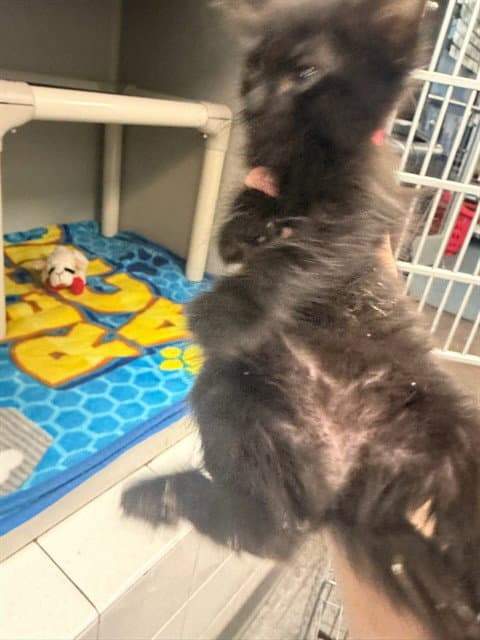 Black Kit - Domestic Medium Hair