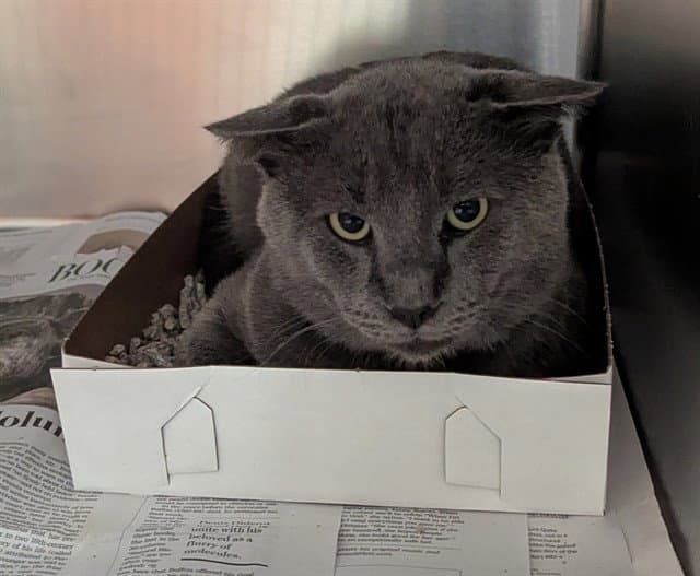 Blue - Domestic Medium Hair