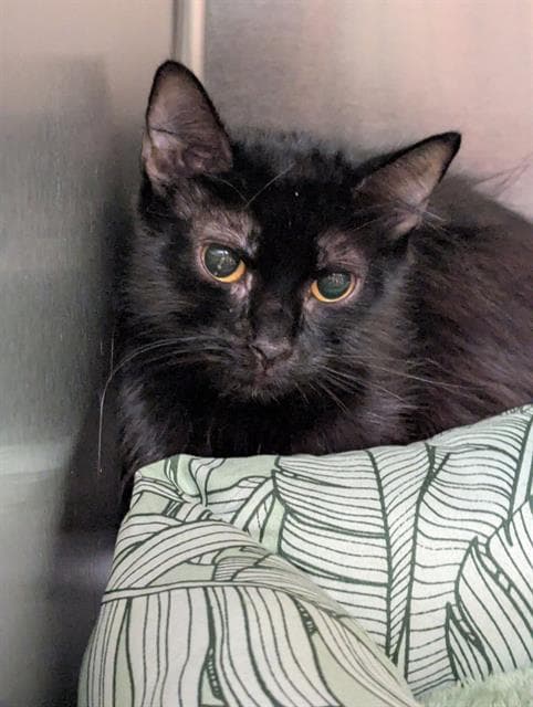 Lovebug - Domestic Medium Hair