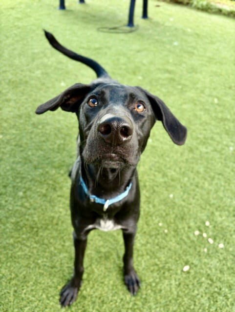 Kayla - Labrador Retriever
