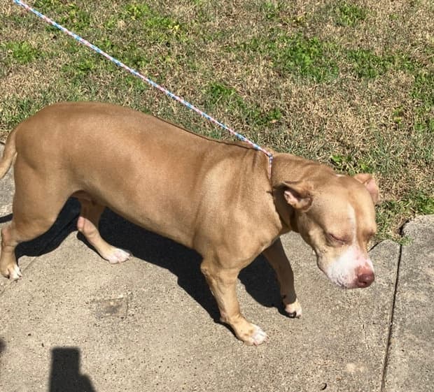 Honey - Pit Bull Terrier