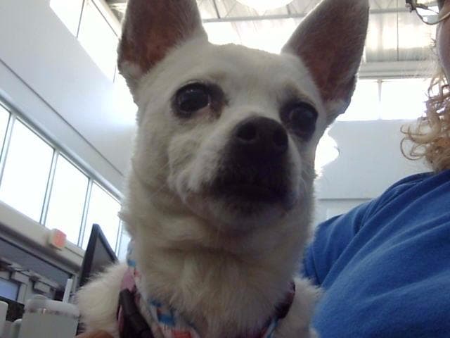 Llama - Chihuahua
