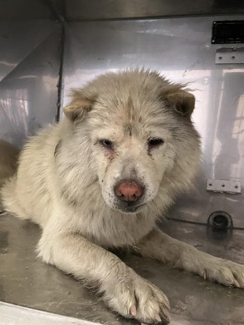 Nubit - Samoyed