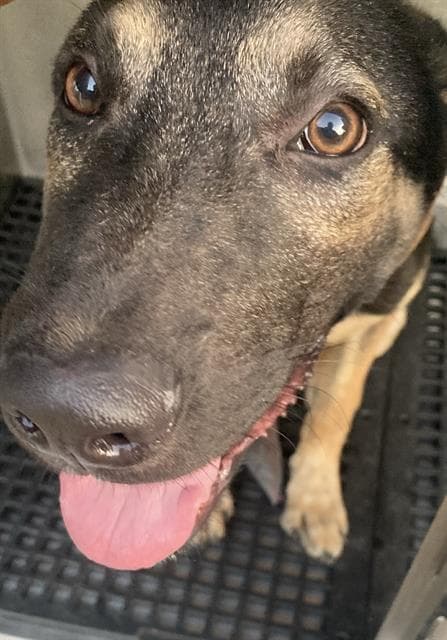 Unknown Bite Dog