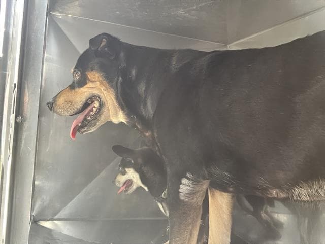 Precious - Rottweiler