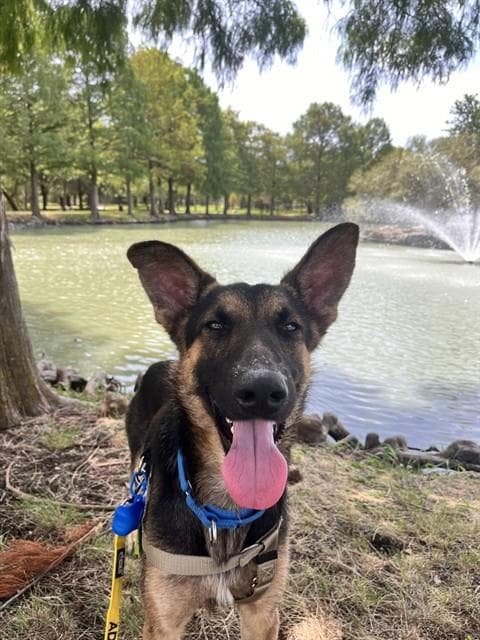 Rex - German Shepherd Dog