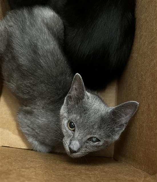 Griselda - Domestic Short Hair