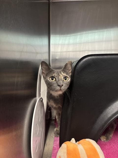 Ocean - Domestic Short Hair