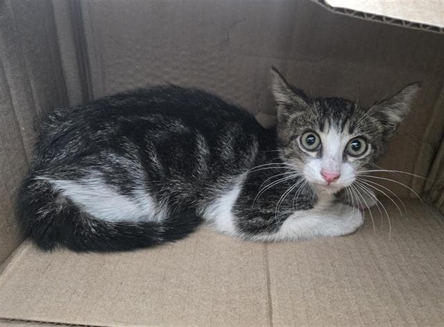 Hawk - Domestic Short Hair