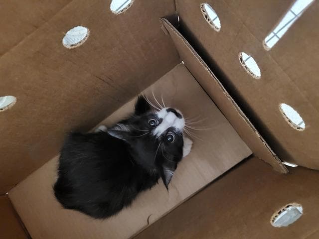 Esther - Domestic Long Hair