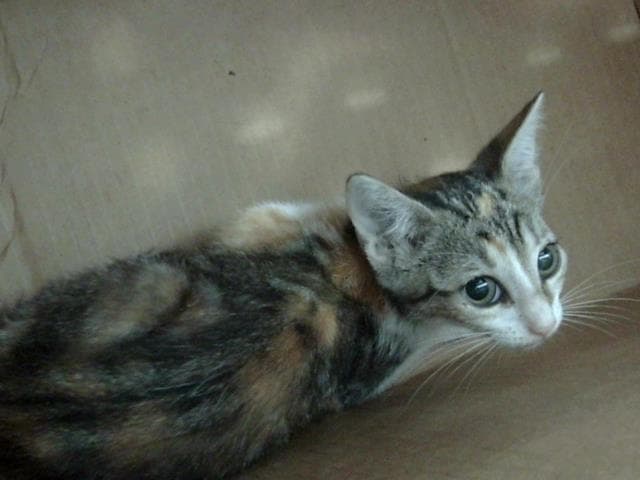 Lovey - Domestic Short Hair