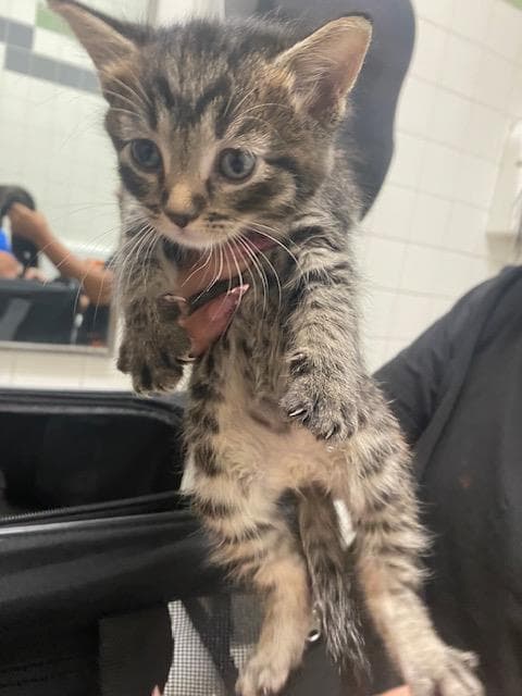 Lilly - Domestic Short Hair