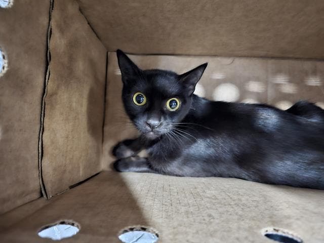Mama - Domestic Short Hair