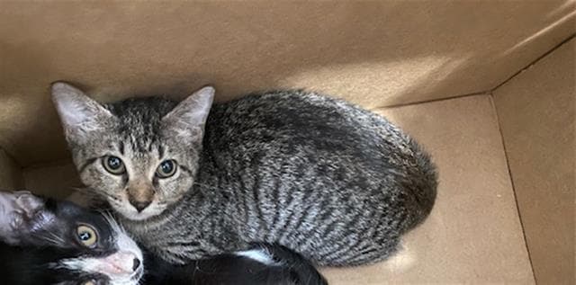 Ellie - Domestic Short Hair