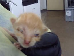 Wilfred image 1