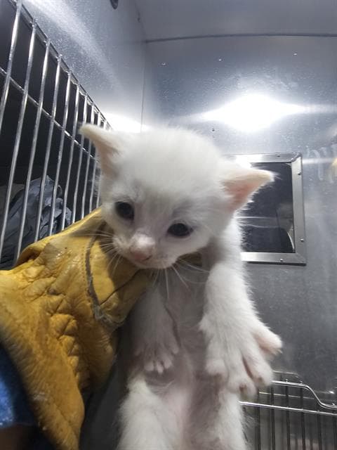 Hammerhead - Domestic Short Hair