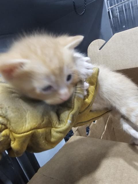 Tiger - Domestic Short Hair