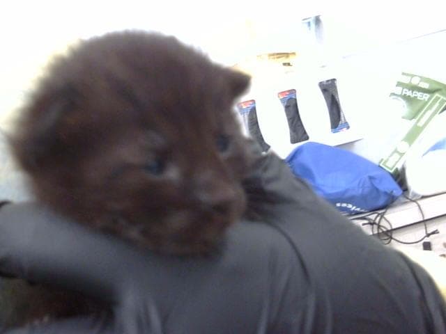 Myrtle - Domestic Medium Hair