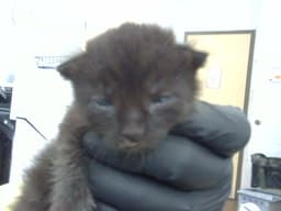 Melvin image 1